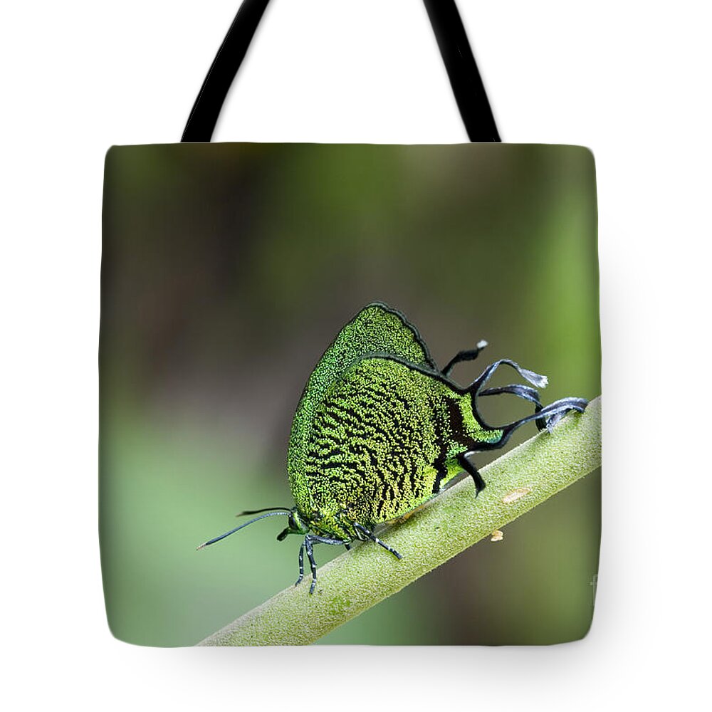 Peru Tote Bag featuring the photograph Imperial Sunstreak #1 by Gregory G. Dimijian, M.D.