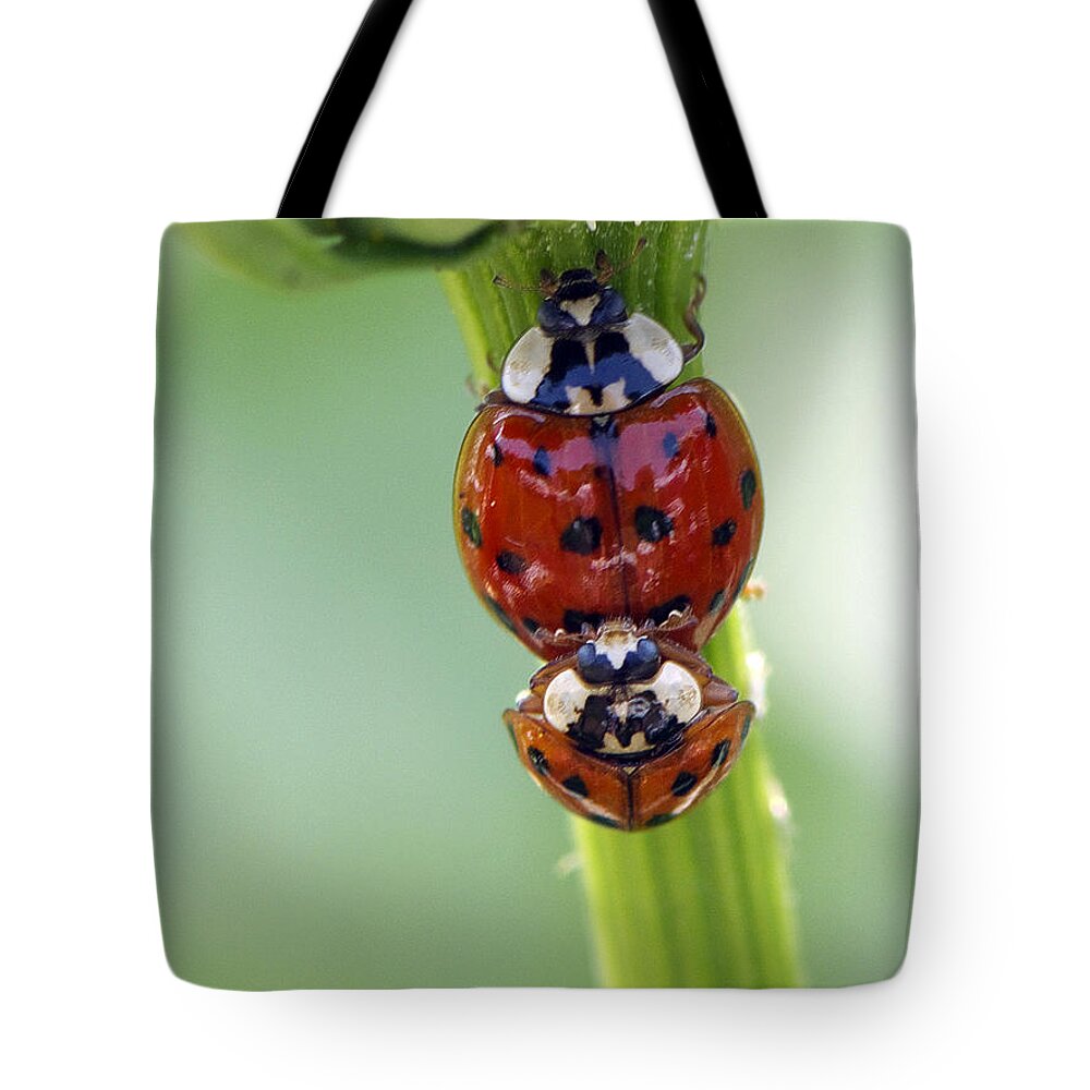 Duo Tote Bag featuring the photograph It Takes Two #1 by Sharon Talson