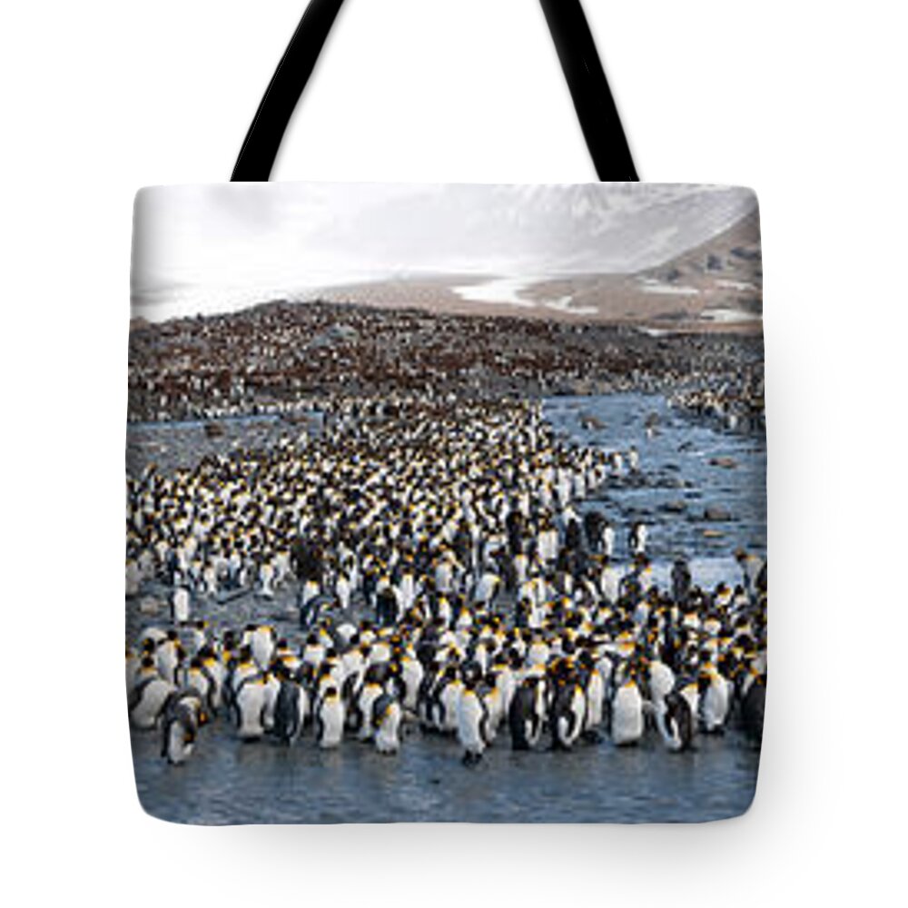 Photography Tote Bag featuring the photograph King Penguins Aptenodytes Patagonicus #1 by Panoramic Images