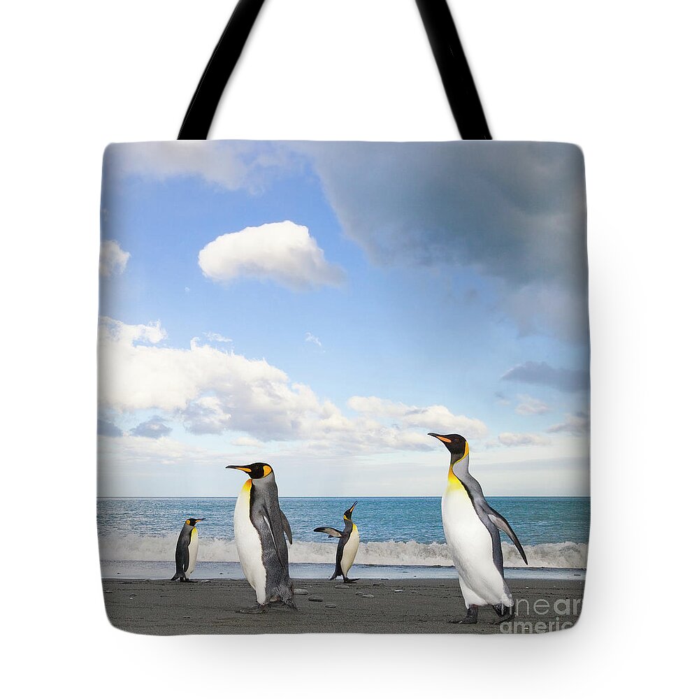 00345363 Tote Bag featuring the photograph King Penguin at Gold Harbour by Yva Momatiuk John Eastcott