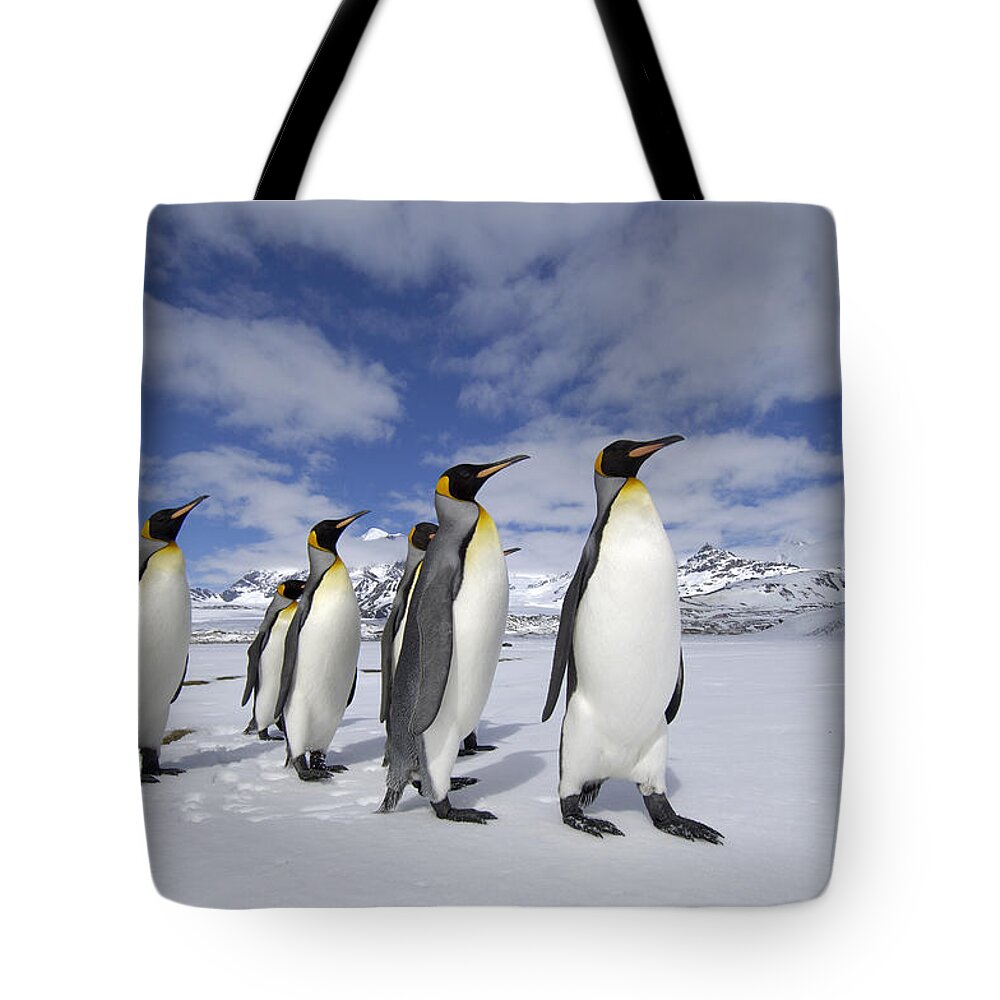 Flpa Tote Bag featuring the photograph King Penguins St Andrews Bay, South #1 by Malcolm Schuyl