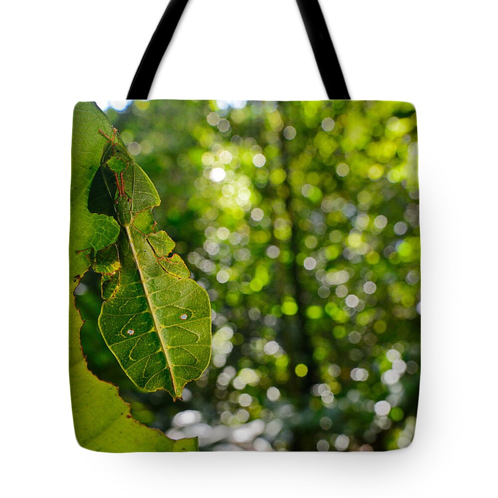 Animal Tote Bag featuring the photograph Leaf Insect #3 by Francesco Tomasinelli
