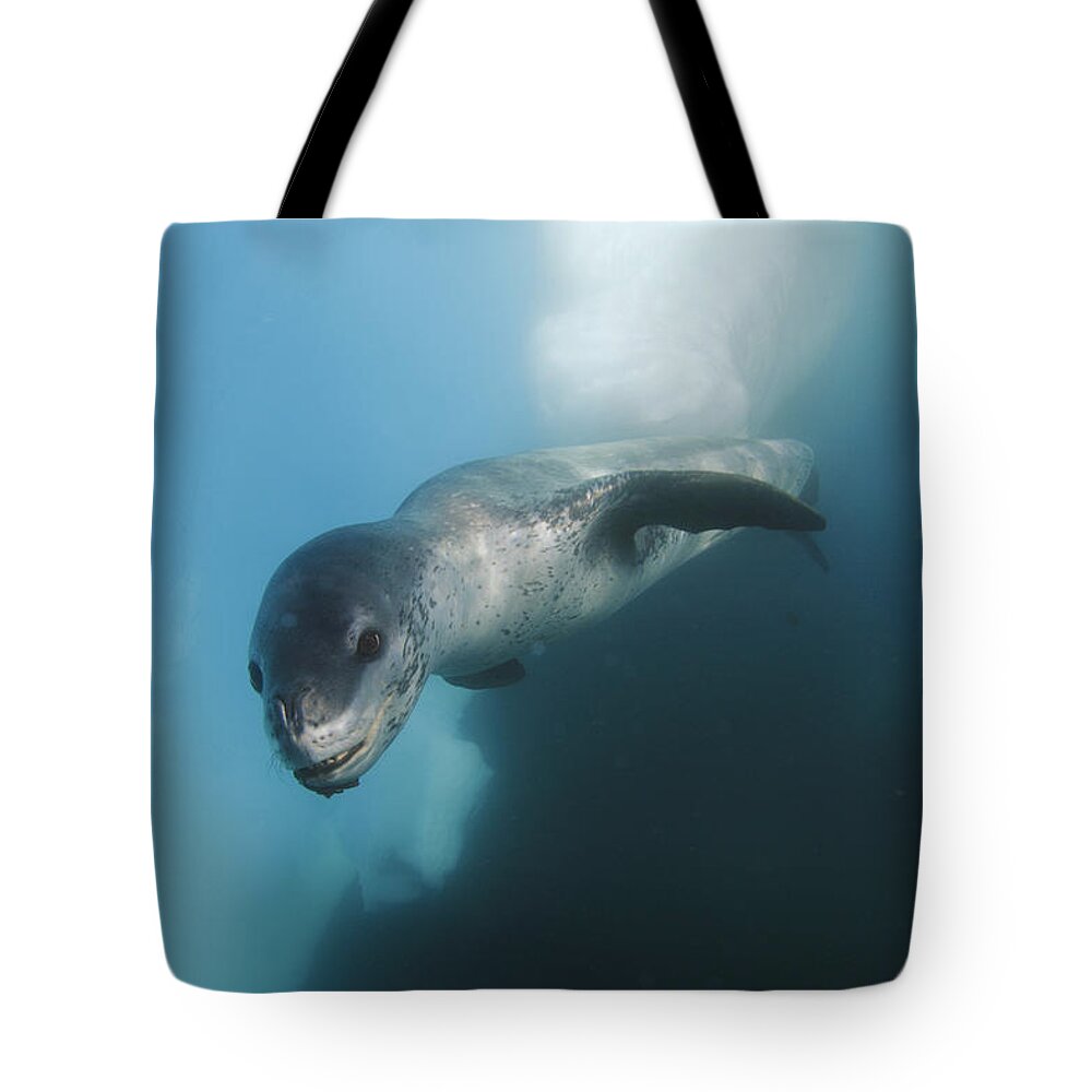 Feb0514 Tote Bag featuring the photograph Leopard Seal Antarctica #2 by Hiroya Minakuchi