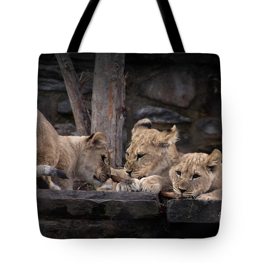 Lion Tote Bag featuring the photograph Lion Cubs #1 by David Rucker