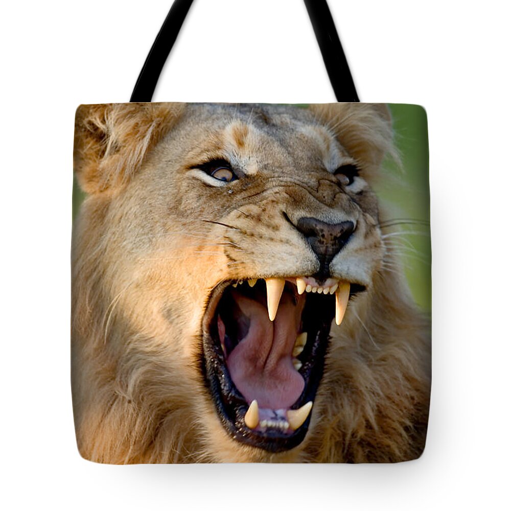 South Tote Bag featuring the photograph Lion by Johan Swanepoel