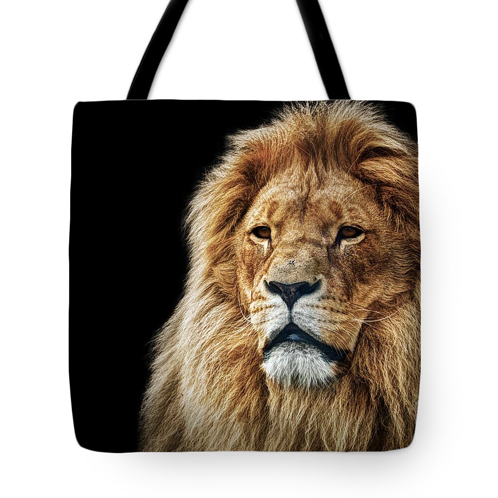 Lion Tote Bag featuring the photograph Lion portrait with rich mane on black #1 by Michal Bednarek