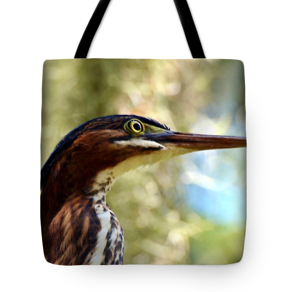 Birds Tote Bag featuring the photograph Little Green Heron Portrait #1 by Kathy Baccari