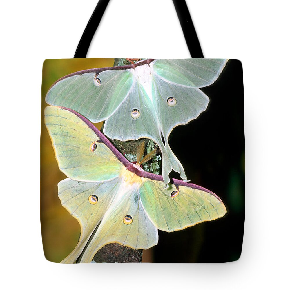 Nature Tote Bag featuring the photograph Luna Moths #2 by Millard H Sharp
