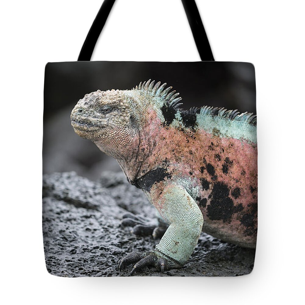 Tui De Roy Tote Bag featuring the photograph Marine Iguana Male In Breeding Colors #1 by Tui De Roy