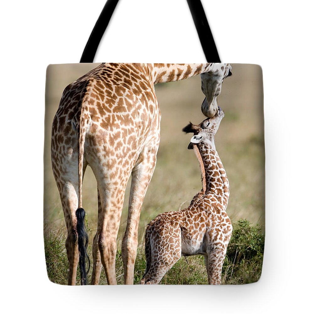 Photography Tote Bag featuring the photograph Masai Giraffe Giraffa Camelopardalis #1 by Panoramic Images