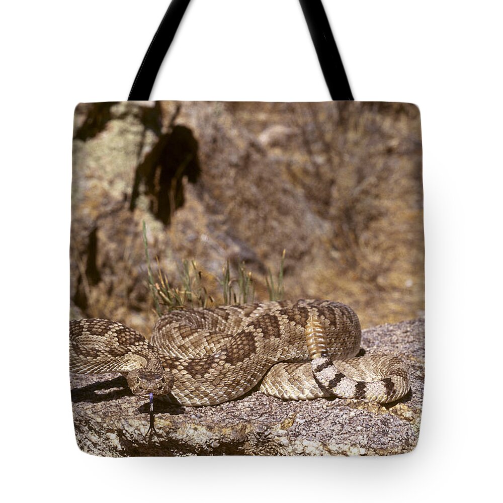 Animal Tote Bag featuring the photograph Mojave Rattlesnake #1 by Gerald C. Kelley