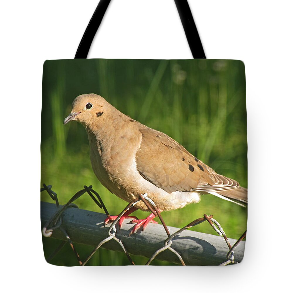 Nature Tote Bag featuring the photograph Morning Dove I #1 by Debbie Portwood