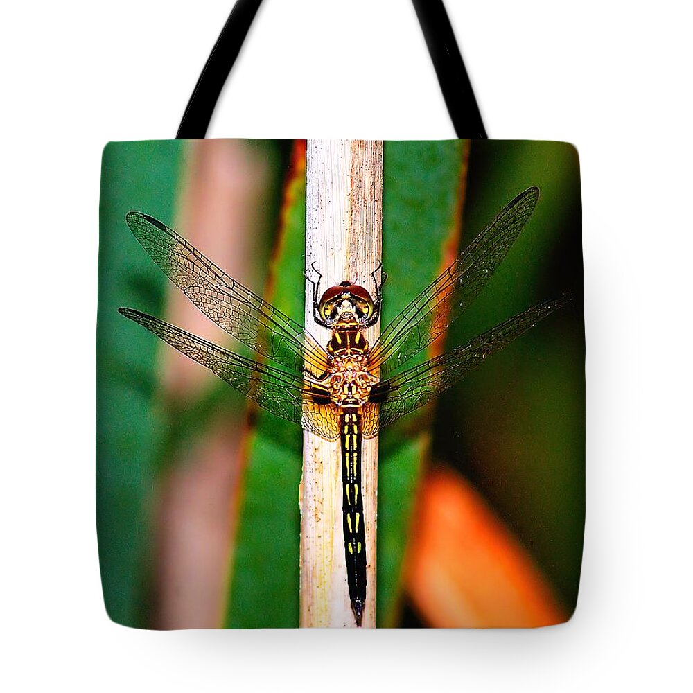 Animal Tote Bag featuring the photograph Morning Dragon Fly #1 by Nick Zelinsky Jr