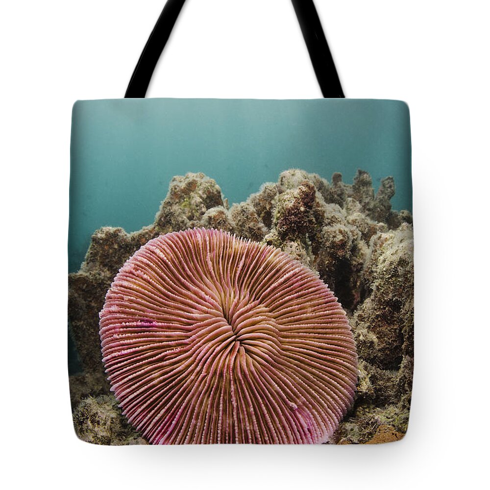 Pete Oxford Tote Bag featuring the photograph Mushroom Coral Fiji by Pete Oxford