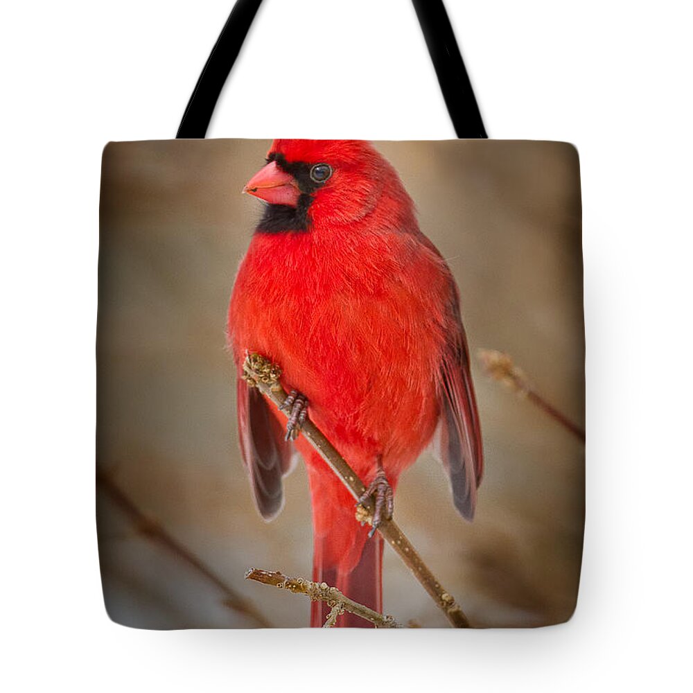 Cardinal Tote Bag featuring the photograph Northern Cardinal by Bill Wakeley