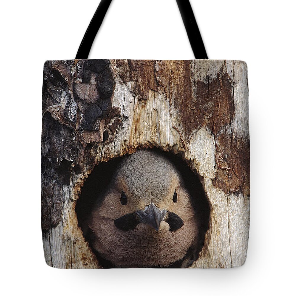 Feb0514 Tote Bag featuring the photograph Northern Flicker In Nest Cavity Alaska by Michael Quinton