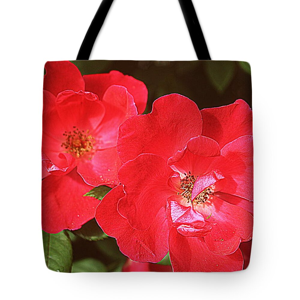 Rose Tote Bag featuring the photograph Old-Fashioned Roses by Dora Sofia Caputo