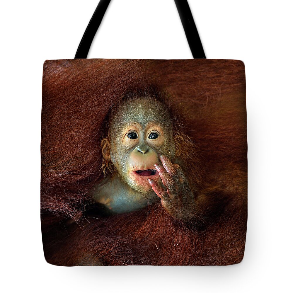 Animal Themes Tote Bag featuring the photograph Orang Utan #1 by By Toonman