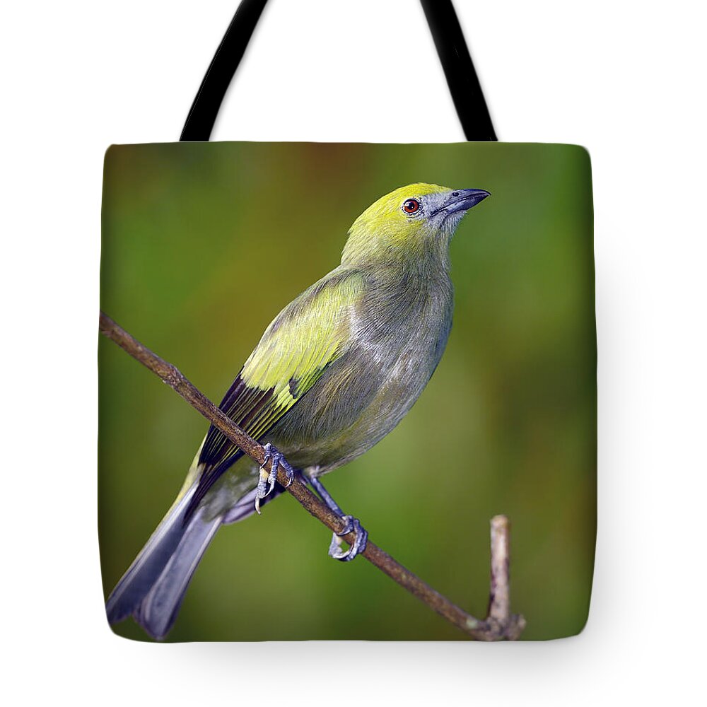 Palm Tanager Tote Bag featuring the photograph Palm Tanager #2 by Tony Beck