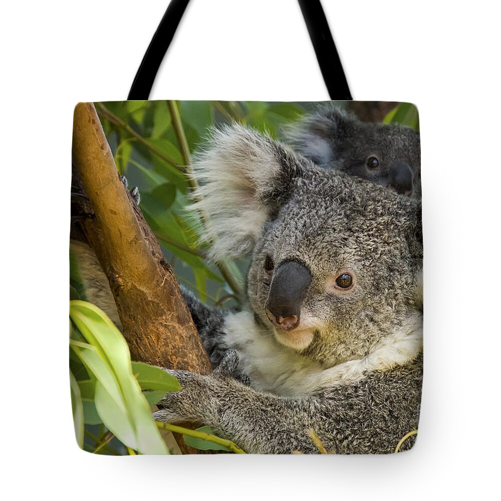 Sydney Tote Bag featuring the photograph Peeking Over #1 by Bob Phillips
