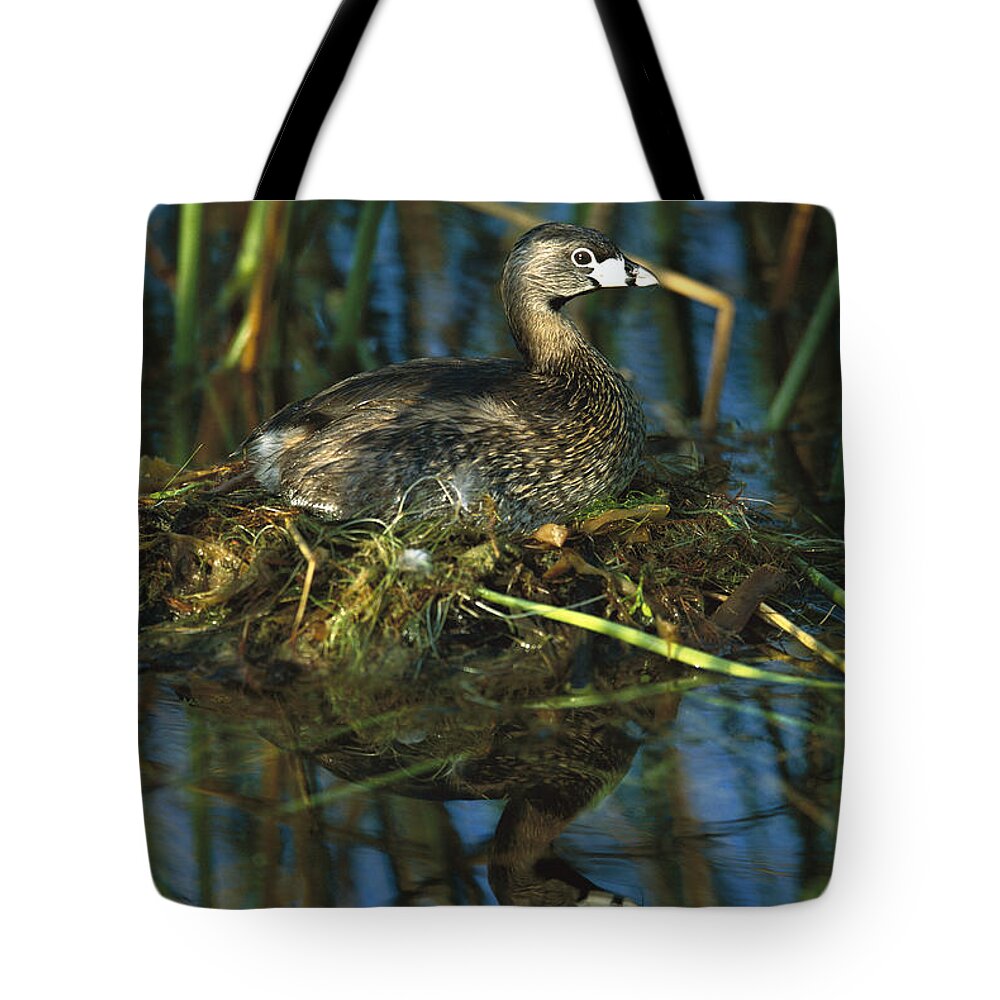 Feb0514 Tote Bag featuring the photograph Pied-billed Grebe Nesting Texas #1 by Tom Vezo