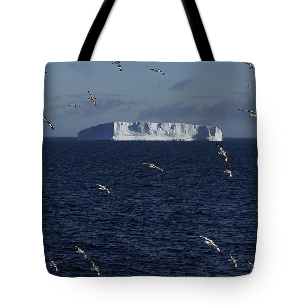 Feb0514 Tote Bag featuring the photograph Pintado Petrel Flock Flying Antarctica #1 by Hiroya Minakuchi
