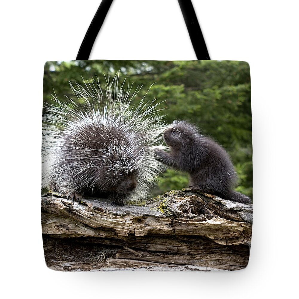 Porcupine Tote Bag featuring the photograph Porcupines #1 by Linda Freshwaters Arndt