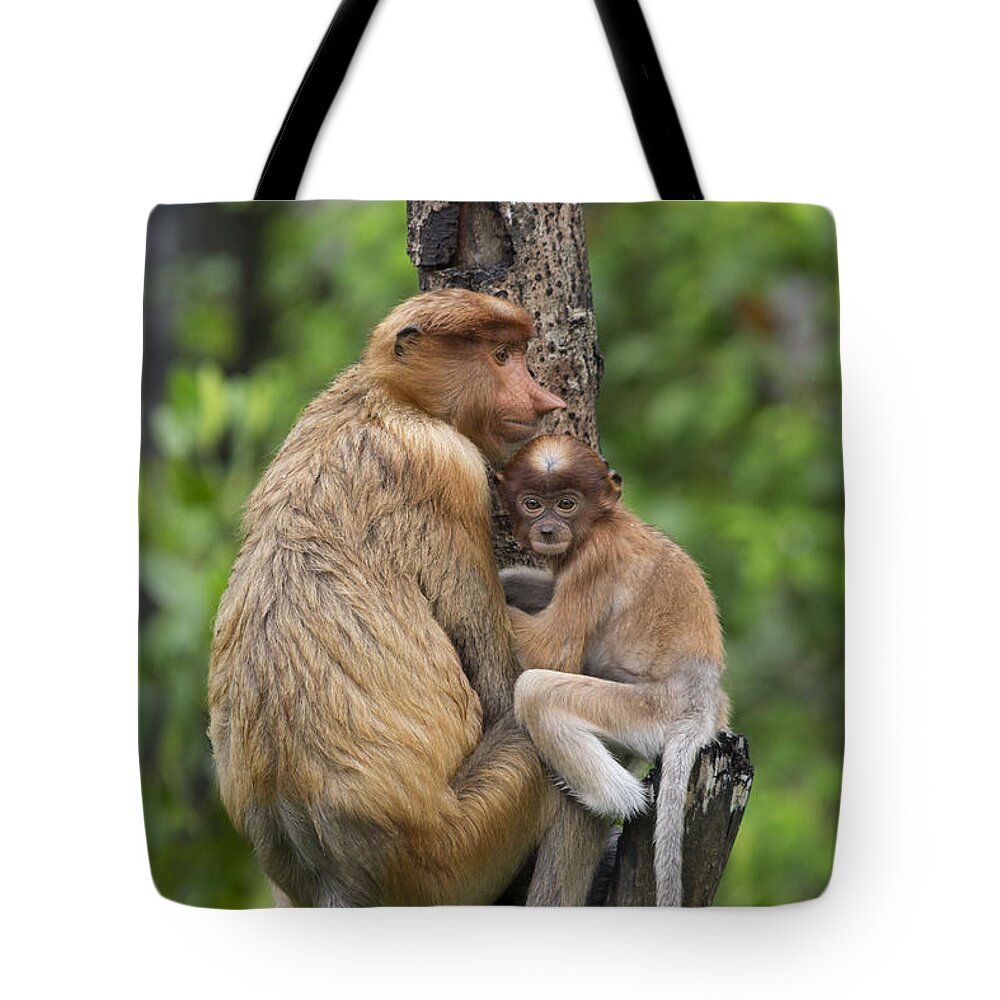 Suzi Eszterhas Tote Bag featuring the photograph Proboscis Monkey Mother And Three Month #1 by Suzi Eszterhas