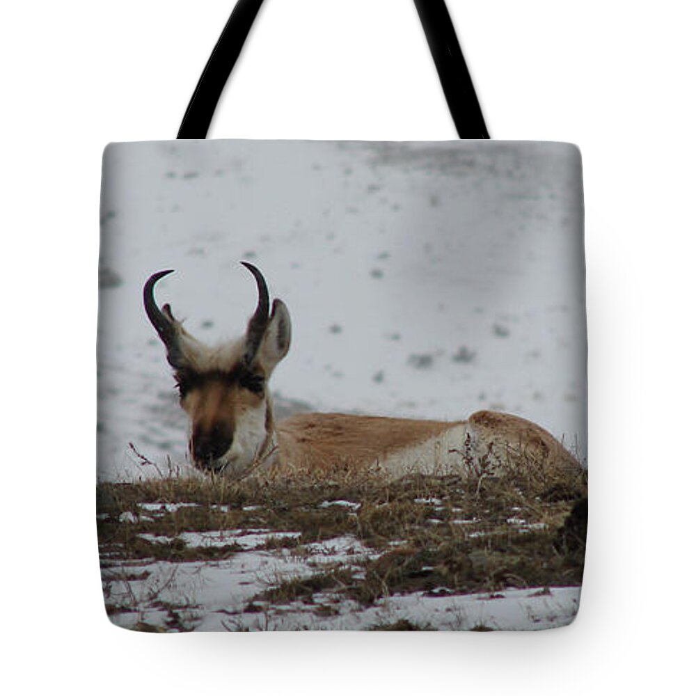 Pronghorn Tote Bag featuring the photograph Pronghorn Landscape by Carl Moore