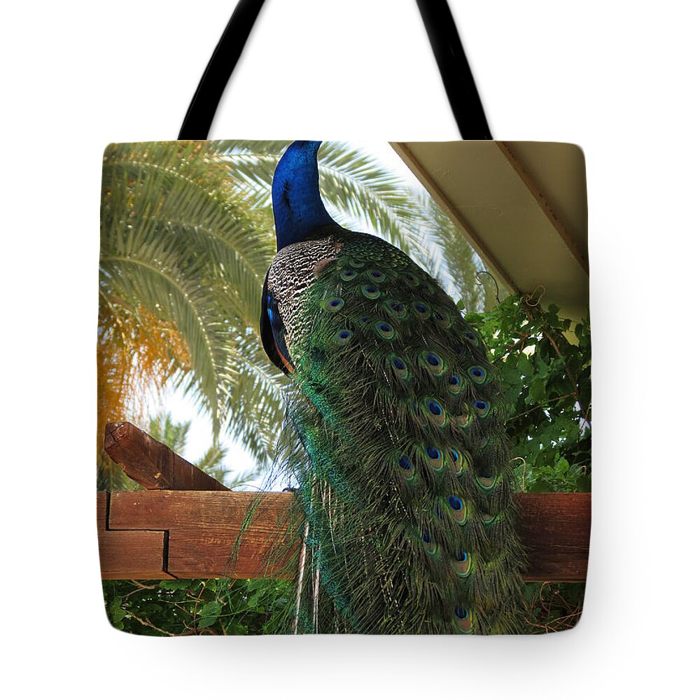 Peacock Tote Bag featuring the photograph Proud Peacock #1 by Laurel Powell