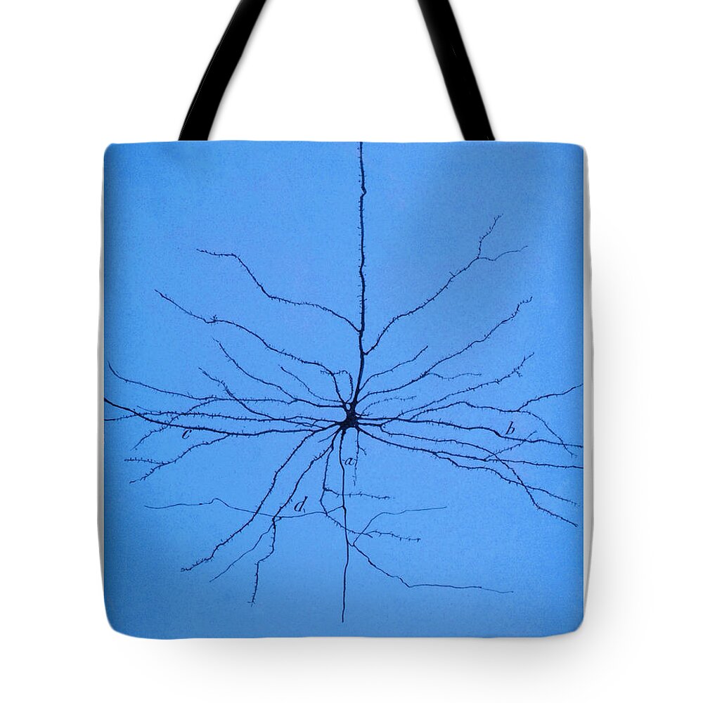 Pyramidal Cell Tote Bag featuring the photograph Pyramidal Cell In Cerebral Cortex, Cajal #3 by Science Source