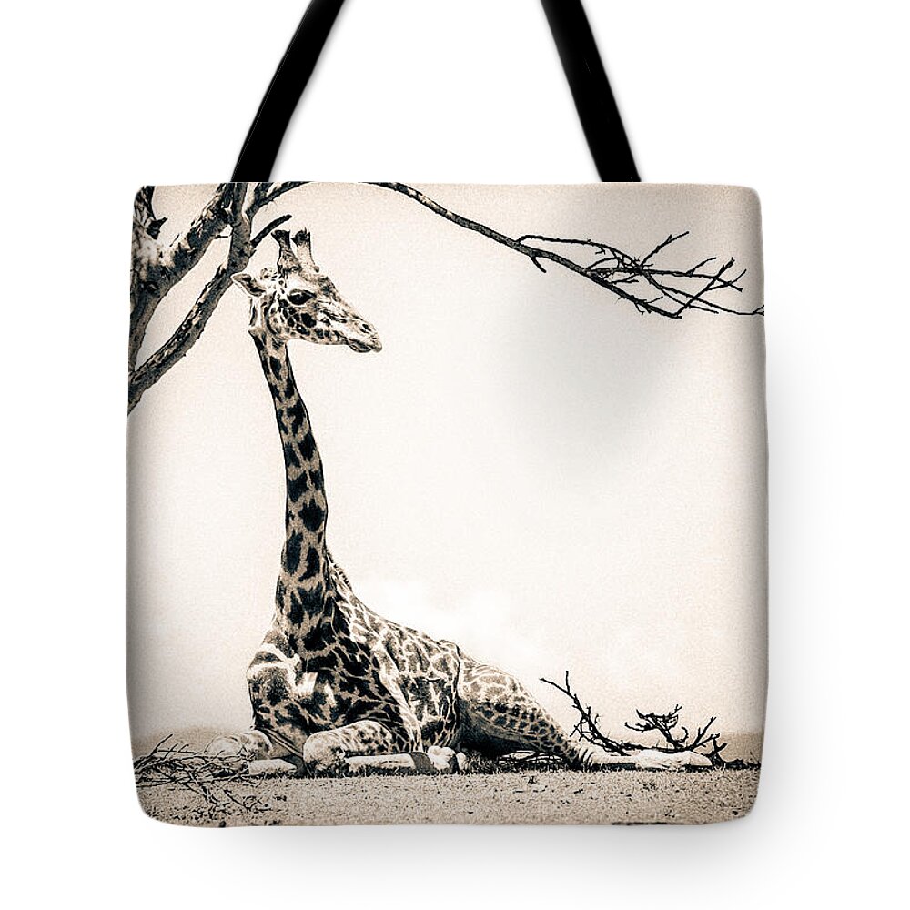 Africa Tote Bag featuring the photograph Reclining Giraffe Sepia #1 by Mike Gaudaur