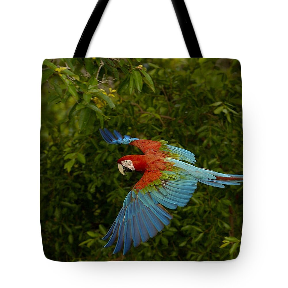 Feb0514 Tote Bag featuring the photograph Red And Green Macaw Flying Brazil #1 by Pete Oxford