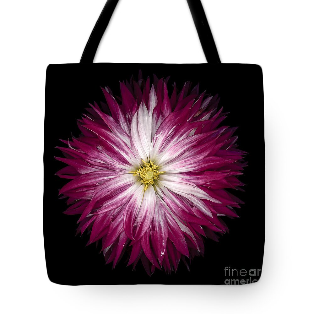 Dahlia Tote Bag featuring the photograph Red and White Dahlia #1 by Oscar Gutierrez