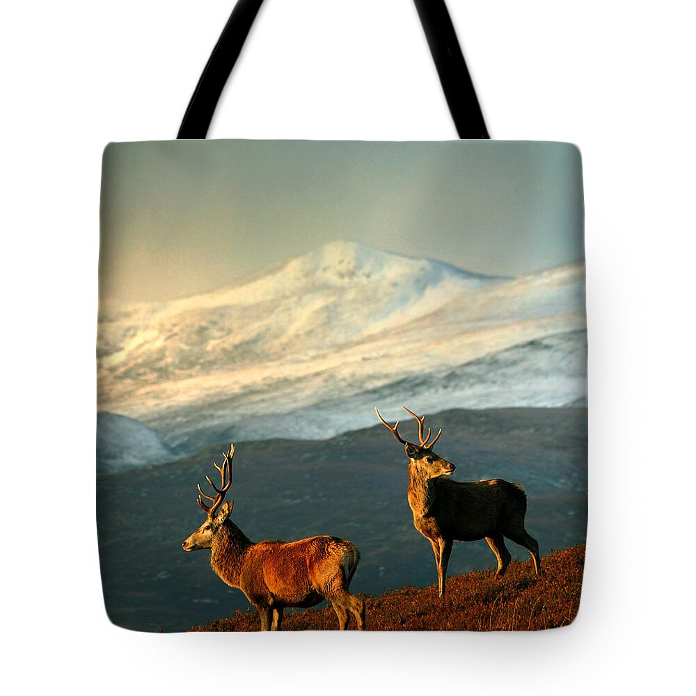Stag Tote Bag featuring the photograph Red Deer Stags #1 by Gavin Macrae
