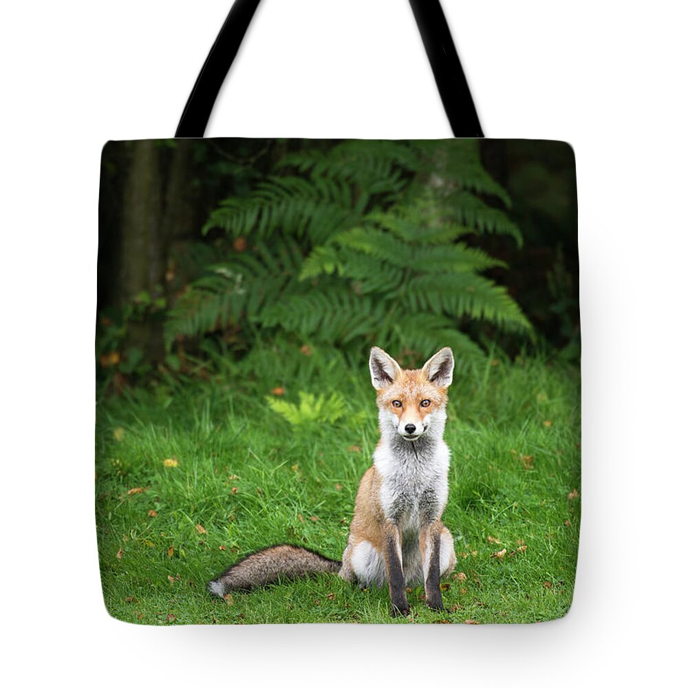 Conspiracy Tote Bag featuring the photograph Red Fox At Edge Of Forest #1 by James Warwick