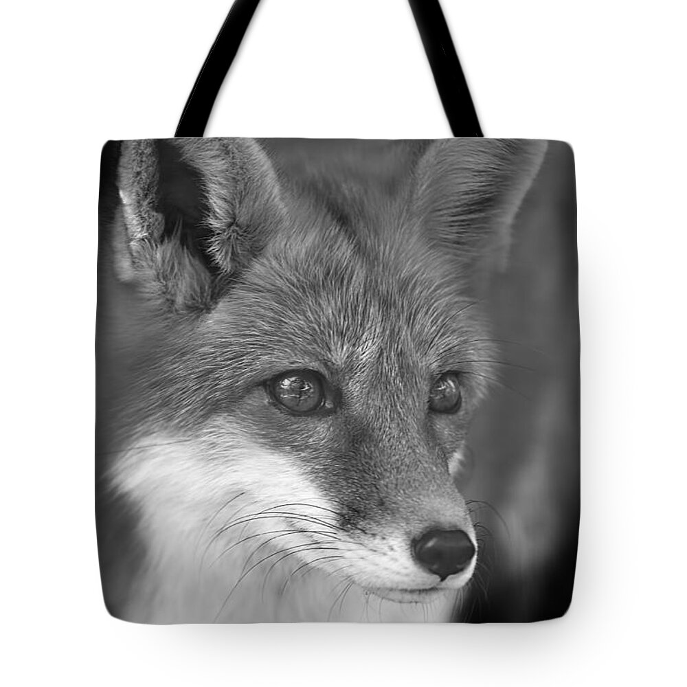 Animal Tote Bag featuring the photograph Red Fox #1 by Brian Cross