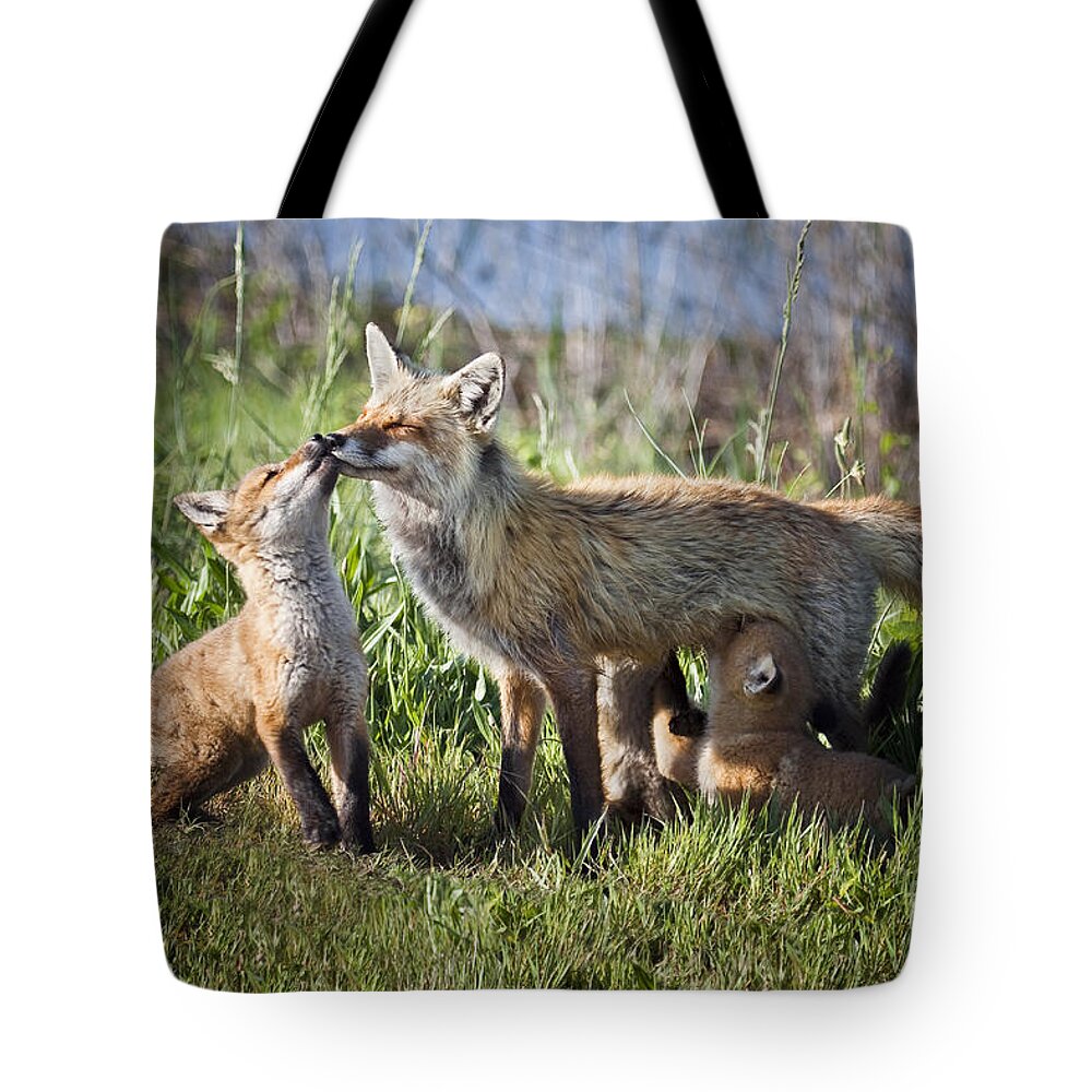 Fox Tote Bag featuring the photograph Red Fox Family by Ronald Lutz