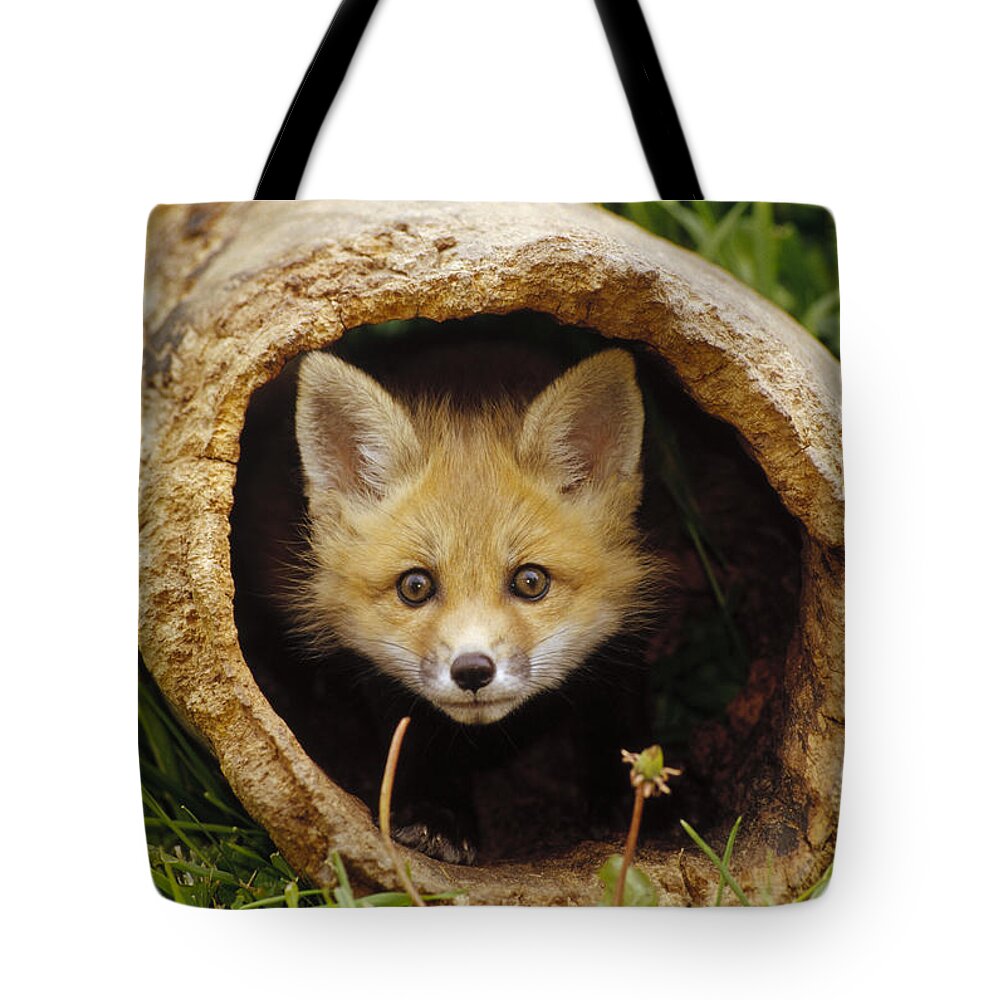 00204261 Tote Bag featuring the photograph Red Fox Kit In Log Aspen Valley #1 by Gerry Ellis