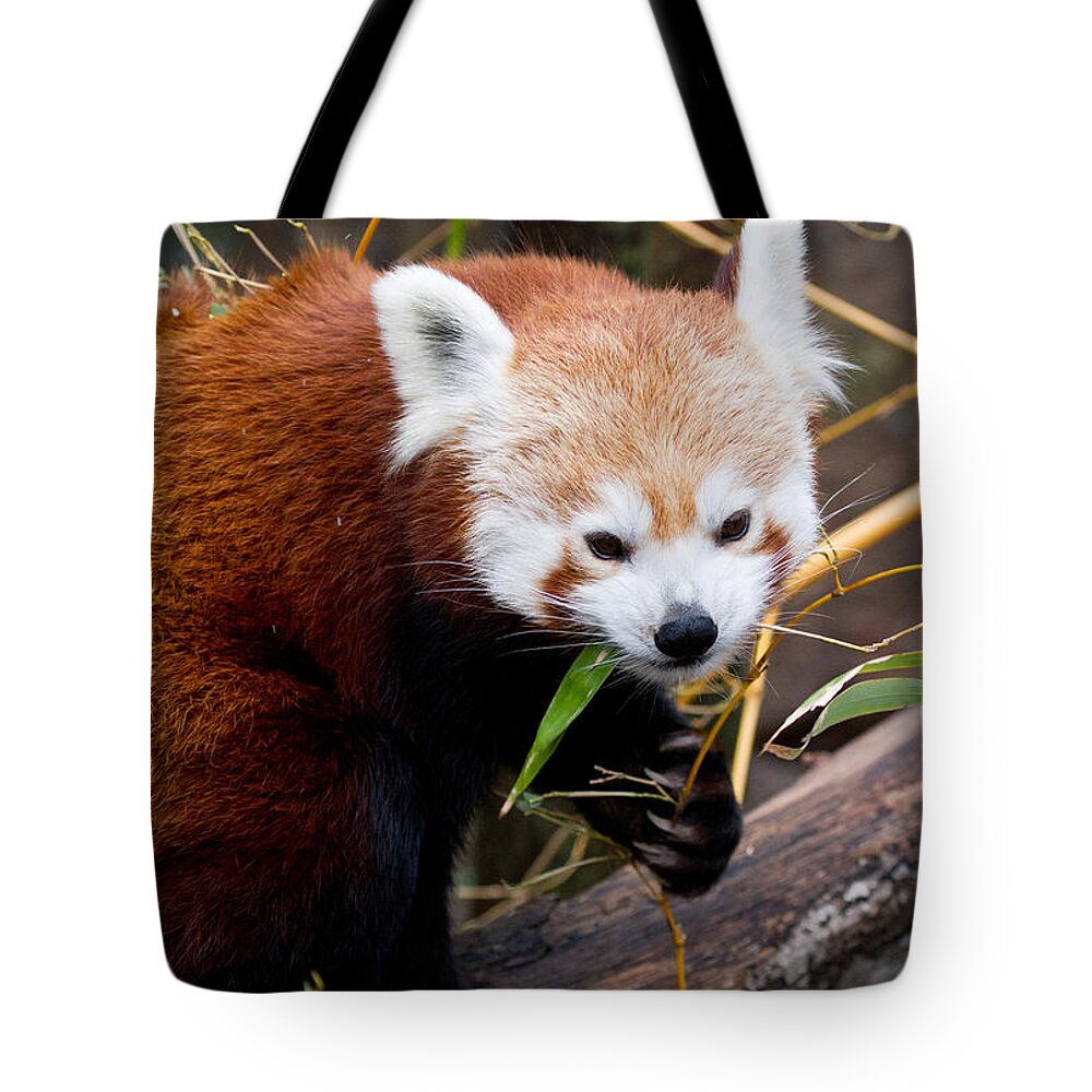 Animal Tote Bag featuring the photograph Red Panda Ailurus Fulgens In Captivity #1 by David Kenny