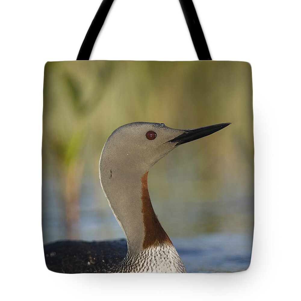 Feb0514 Tote Bag featuring the photograph Red-throated Loon In Breeding Plumage #1 by Michael Quinton