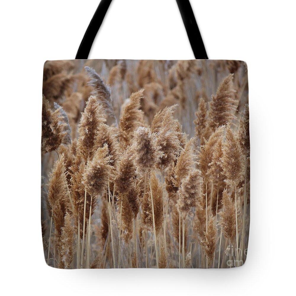 Photography Tote Bag featuring the photograph Wind Blown Redish Brown Plants by Jackie Farnsworth