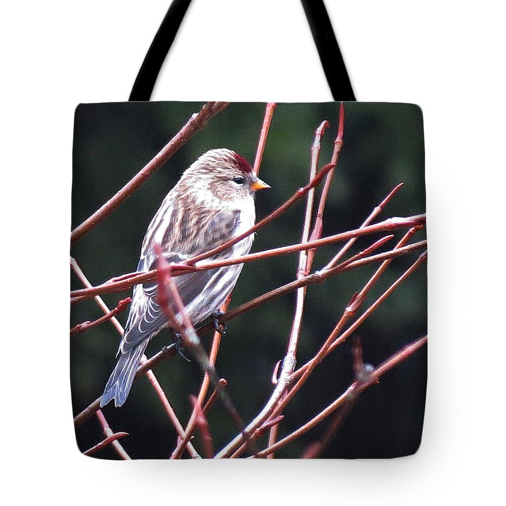 Redpoll Tote Bag featuring the photograph Redpoll #1 by MTBobbins Photography