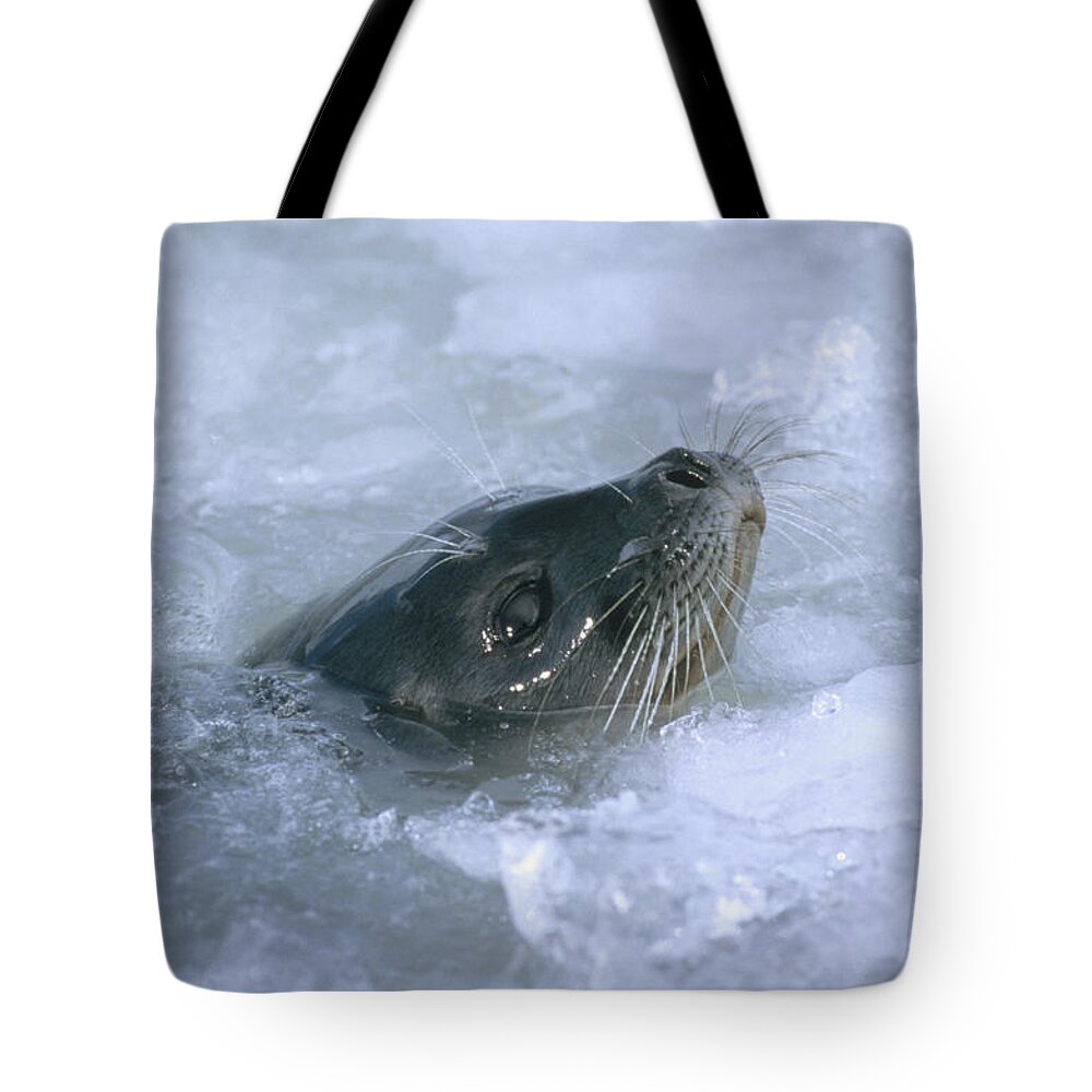 Feb0514 Tote Bag featuring the photograph Ringed Seal Surfacing In Brash Ice #1 by Tui De Roy