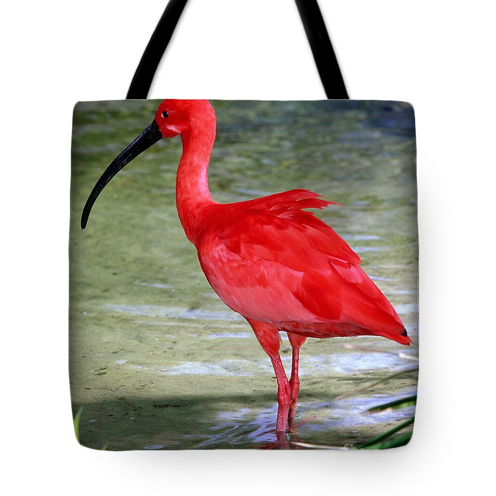 Fauna Tote Bag featuring the photograph Scarlet Ibis #4 by Millard H Sharp