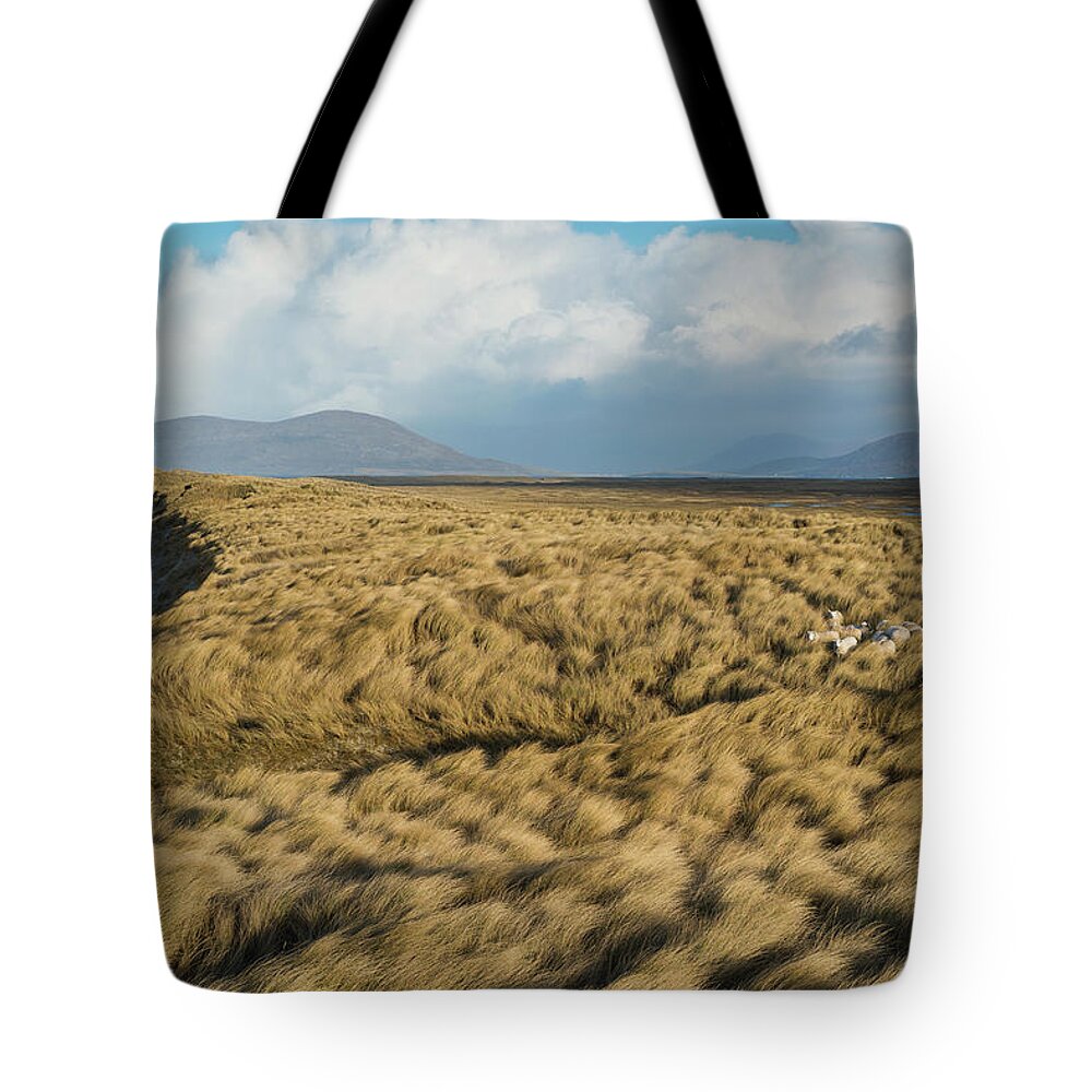 Hiding Tote Bag featuring the photograph Sheep Hide Among Dune Grass At West #1 by Cody Duncan