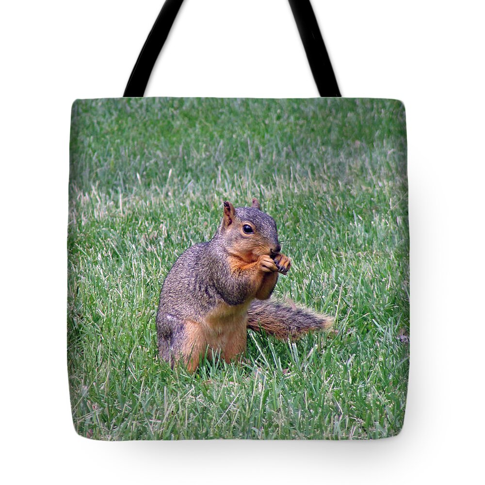 Squirrel Tote Bag featuring the photograph Snack Time by Jamie Smith
