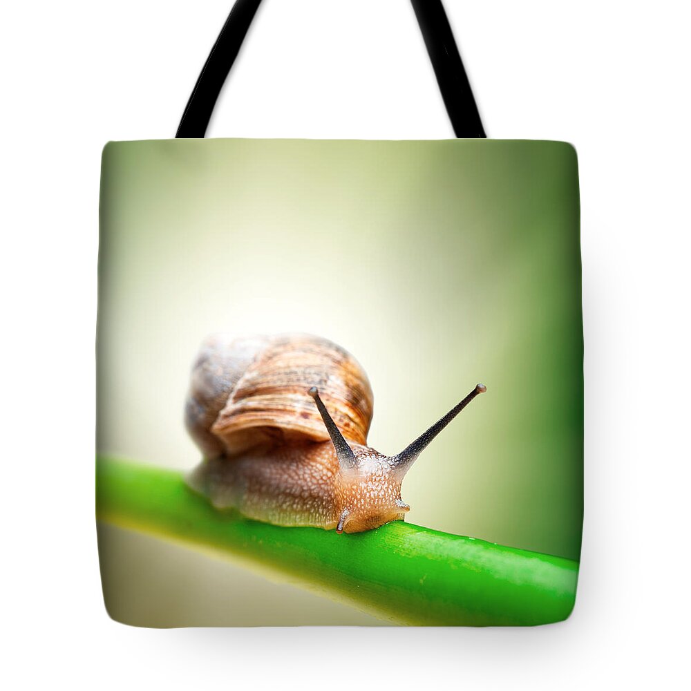 Snail Tote Bag featuring the photograph Snail on green stem by Johan Swanepoel