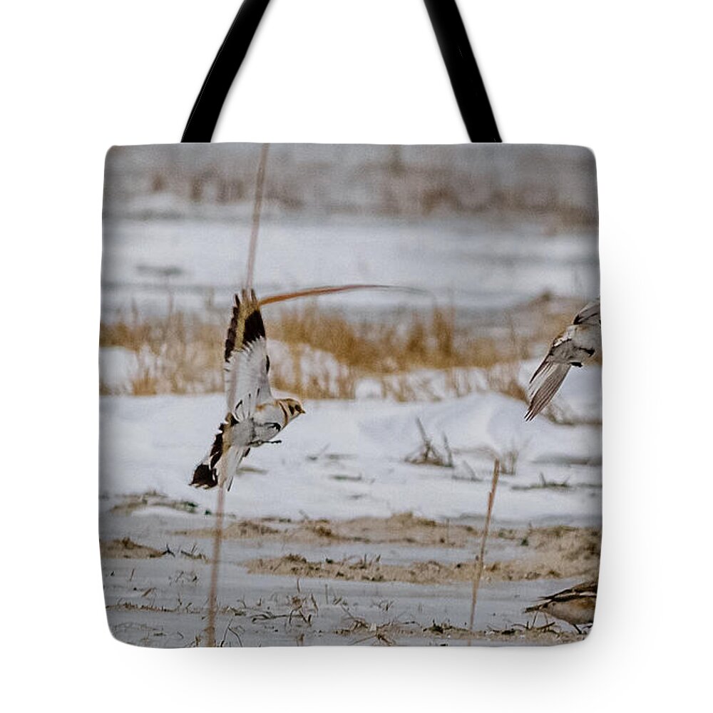 Calcariidae Tote Bag featuring the photograph Snow bunting in flight #1 by SAURAVphoto Online Store