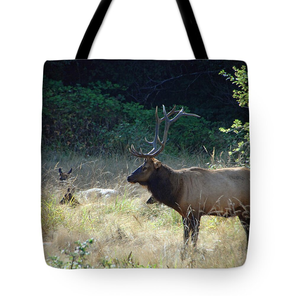 Elk Tote Bag featuring the photograph Standing Watch #1 by Donna Blackhall